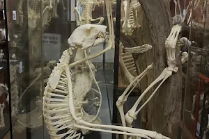 Yorkshire Skeleton Museum image