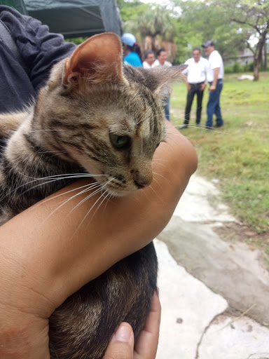 Guardería para gatos Tuxtla Gutiérrez