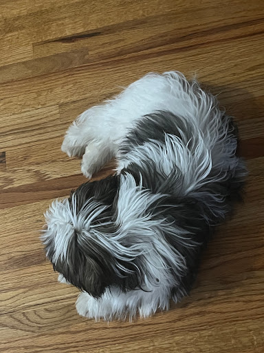 Pet Supply Store «PetSmart», reviews and photos, 3794 Easton-Nazareth Hwy, Easton, PA 18045, USA