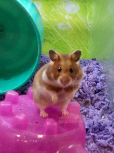 Pet Supply Store «PetSmart», reviews and photos, 5200 W Main St, Kalamazoo, MI 49009, USA