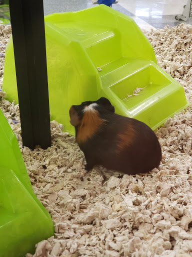 Pet Supply Store «Petco Animal Supplies», reviews and photos, 2722 N Josey Ln #107, Carrollton, TX 75007, USA