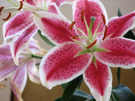 Florist «Flowers N More», reviews and photos, 740 SE Madison St, Albany, OR 97321, USA