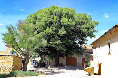 Domaine les TEYSSONNIERES à Gigondas