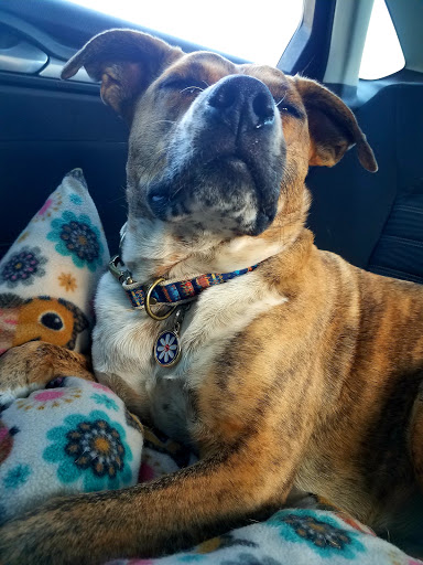 Pet Supply Store «PetSmart», reviews and photos, 12483 Limonite Ave, Mira Loma, CA 91752, USA