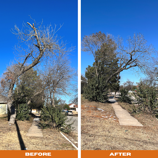 Are Bumps On Branches And Trunks Burls Bad For Trees 5