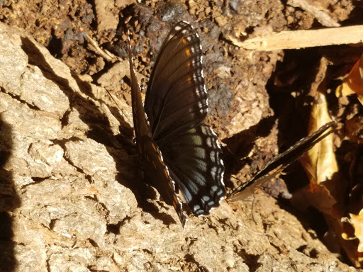 Community Center «Clarkston Community Center», reviews and photos, 3701 College Ave, Clarkston, GA 30021, USA