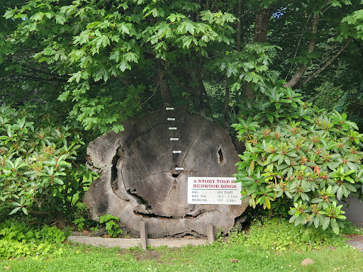 Tourist Attraction «Klamath Tour Thru Tree», reviews and photos, 430 California 169, Klamath, CA 95548, USA