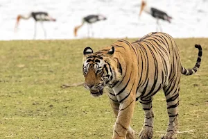 The Ranthambore Tiger image