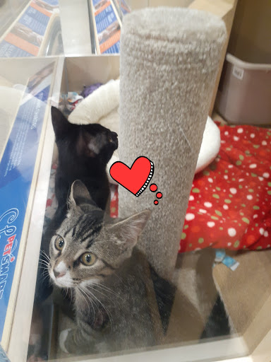 Pet Supply Store «PetSmart», reviews and photos, 1183 Berkshire Blvd, Wyomissing, PA 19610, USA