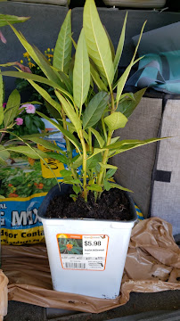 Garden Center - Photo 8 - Car repair in Spring Hill, FL, Spring Hill
