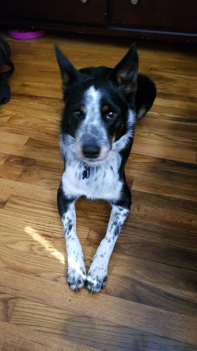 Pet Supply Store «Pet Valu», reviews and photos, 1336 Hansel Ave, Florence, KY 41042, USA