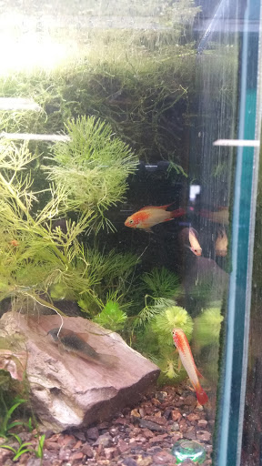 Pet Store «Hendersonville Pet Shop», reviews and photos, 1400 Spartanburg Hwy, Hendersonville, NC 28792, USA