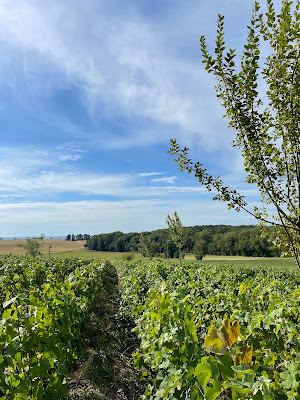 Champagne Cuillier | Vol en Montgolfière | Champagne Tour à Brugny-Vaudancourt