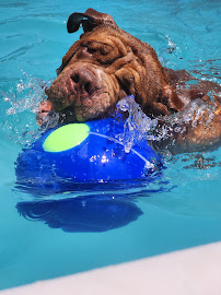 Planet Paws Pet Club