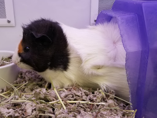 Pet Supply Store «Petco Animal Supplies», reviews and photos, 3320 Stockton Hill Rd, Kingman, AZ 86409, USA