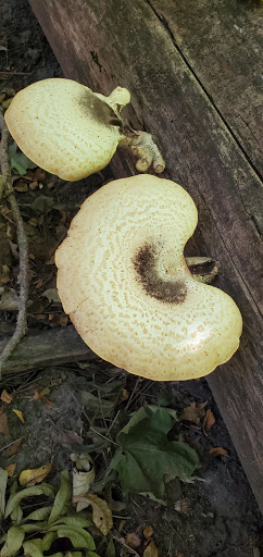 Park «Hickory Creek Preserve - LaPorte Road Access», reviews and photos, 10537 W La Porte Rd, Mokena, IL 60448, USA