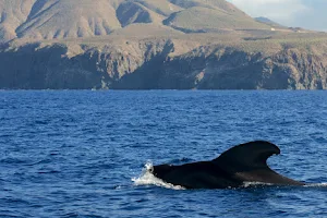 Eco Whale Watching Tenerife image