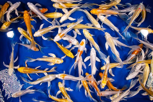 Blue Ridge Koi and Goldfish