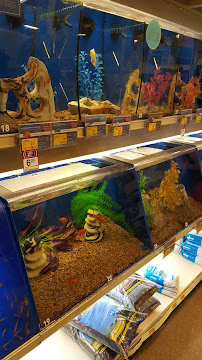 PetSmart - Photo 4 - Car repair in Pasadena, TX, Pasadena