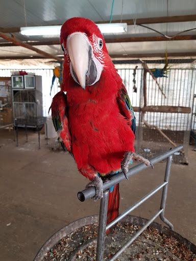 Kfar Hess Parrot Farm