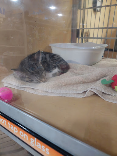 Pet Supply Store «PetSmart», reviews and photos, 2500 Posner Blvd, Davenport, FL 33837, USA