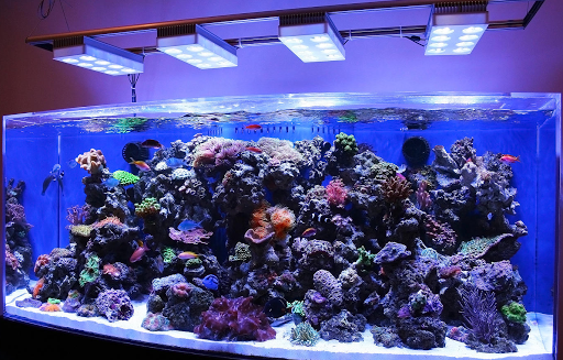 Tropical Fish Store «Reef Creations», reviews and photos, 7723 Densmore Ave, Van Nuys, CA 91406, USA