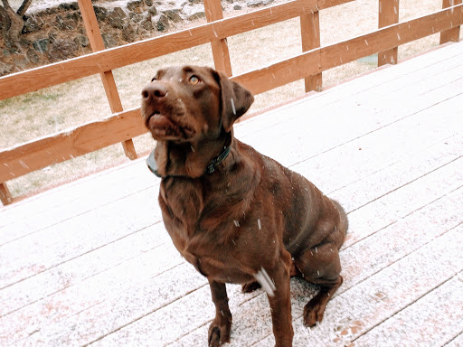 Pet Store «Paws Natural Pet Emporium», reviews and photos, 8551 W Gage Blvd, Kennewick, WA 99336, USA