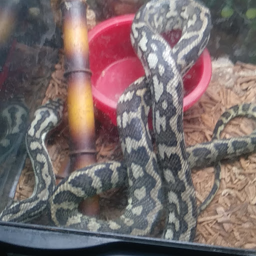 Pet Store «Cold Blooded Pets», reviews and photos, 176 Main St, Acushnet, MA 02743, USA