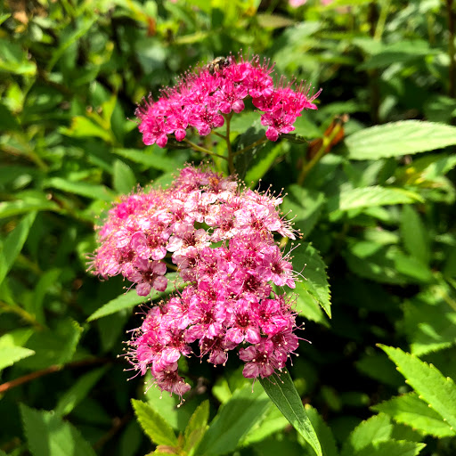 Park «Beech Woods Park», reviews and photos, 137 Beekman Rd, Kendall Park, NJ 08824, USA