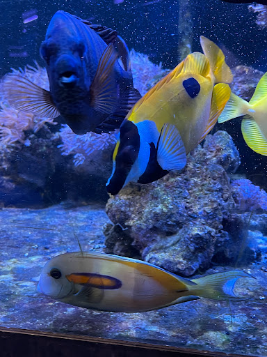 Pet Store «Pets Warehouse», reviews and photos, 177 Glen Cove Rd, Carle Place, NY 11514, USA