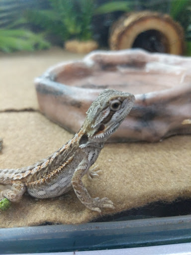 Pet Store «PetSmart», reviews and photos, 17150 Ventura Blvd, Encino, CA 91316, USA