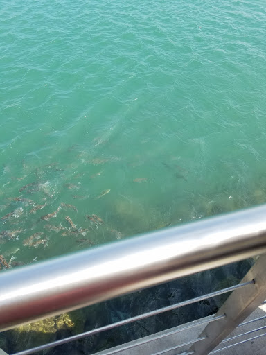 Marina «Fort Pierce City Marina», reviews and photos, 1 Avenue A, Fort Pierce, FL 34950, USA