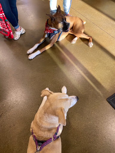 Pet Supply Store «PetSmart», reviews and photos, 479 River Hill Dr, Ashland, KY 41101, USA