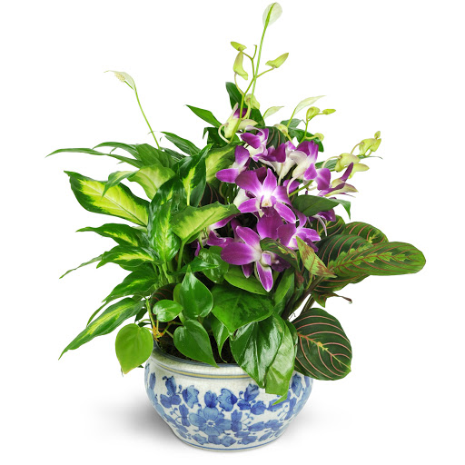 Florist «Cliff Garden Florist», reviews and photos, 13-09 Saddle River Rd, Fair Lawn, NJ 07410, USA