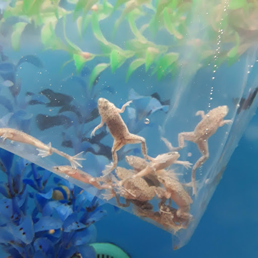 Pet Supply Store «PetSmart», reviews and photos, 5722 S Transit Rd, Lockport, NY 14094, USA