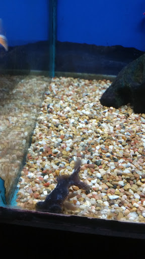 Aquarium «Aquarium World», reviews and photos, 13157 Northwest Fwy, Houston, TX 77040, USA