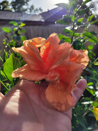 Plant Nursery «Lukas Nursery & Butterfly Encounter», reviews and photos, 1909 Slavia Rd, Oviedo, FL 32765, USA