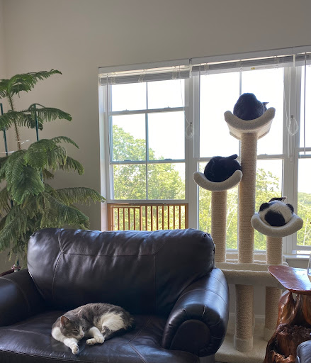 Arubacat Cat Furniture, 6 Puzzle Ln, Newton, NH 03858, USA, 