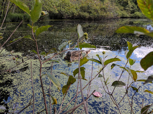 Nature Preserve «Dolan Pond Conservation Area», reviews and photos, Webster Park, West Newton, MA 02465, USA