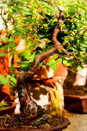 Vivero Y Jardin Bonsai Nebari Limitada - Centro de jardinería