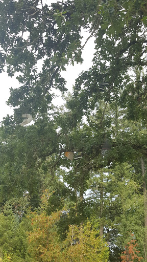 Park «Evelyn M. Schiffler Memorial Park», reviews and photos, SW Erickson Ave, Beaverton, OR 97005, USA