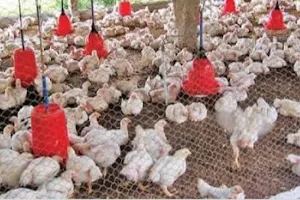 Aayan poultry retail image