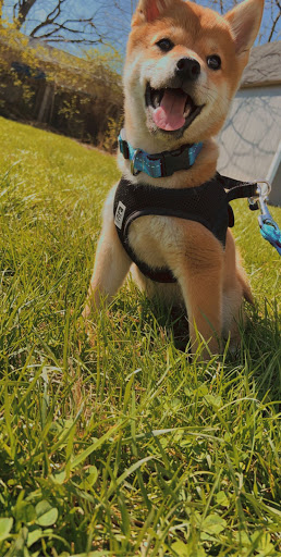 Pet Store «Petland Lewis Center», reviews and photos, 86 Meadow Park Ave, Lewis Center, OH 43035, USA