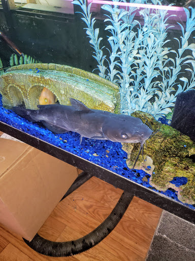 Pet Groomer «Edgewood Pet Center», reviews and photos, 3236 State Rd, Ashtabula, OH 44004, USA