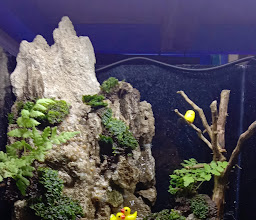 Central Aquarium Medan photo
