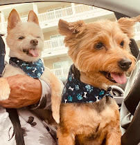 Femmes & Fidos - Photo 6 - Car repair in Newport News, VA, Newport News