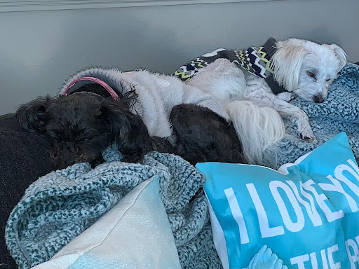 Michael McKown DVM - Pets First Animal Clinic image