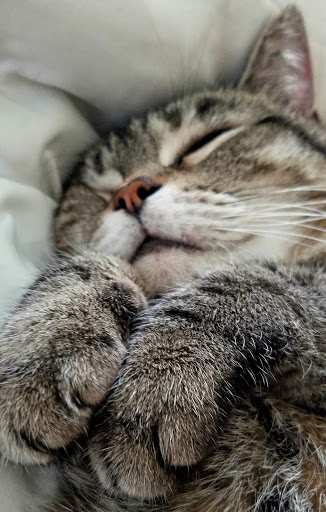 Pet Supply Store «Pet Supermarket», reviews and photos, 1746 E Silver Springs Blvd, Ocala, FL 34470, USA