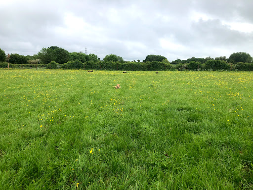 Purton dog walking field