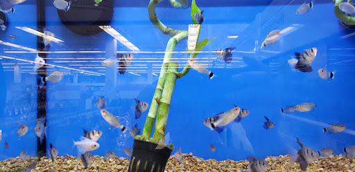 Pet Supply Store «Petco Animal Supplies», reviews and photos, 825 Hartford Turnpike, Waterford, CT 06385, USA